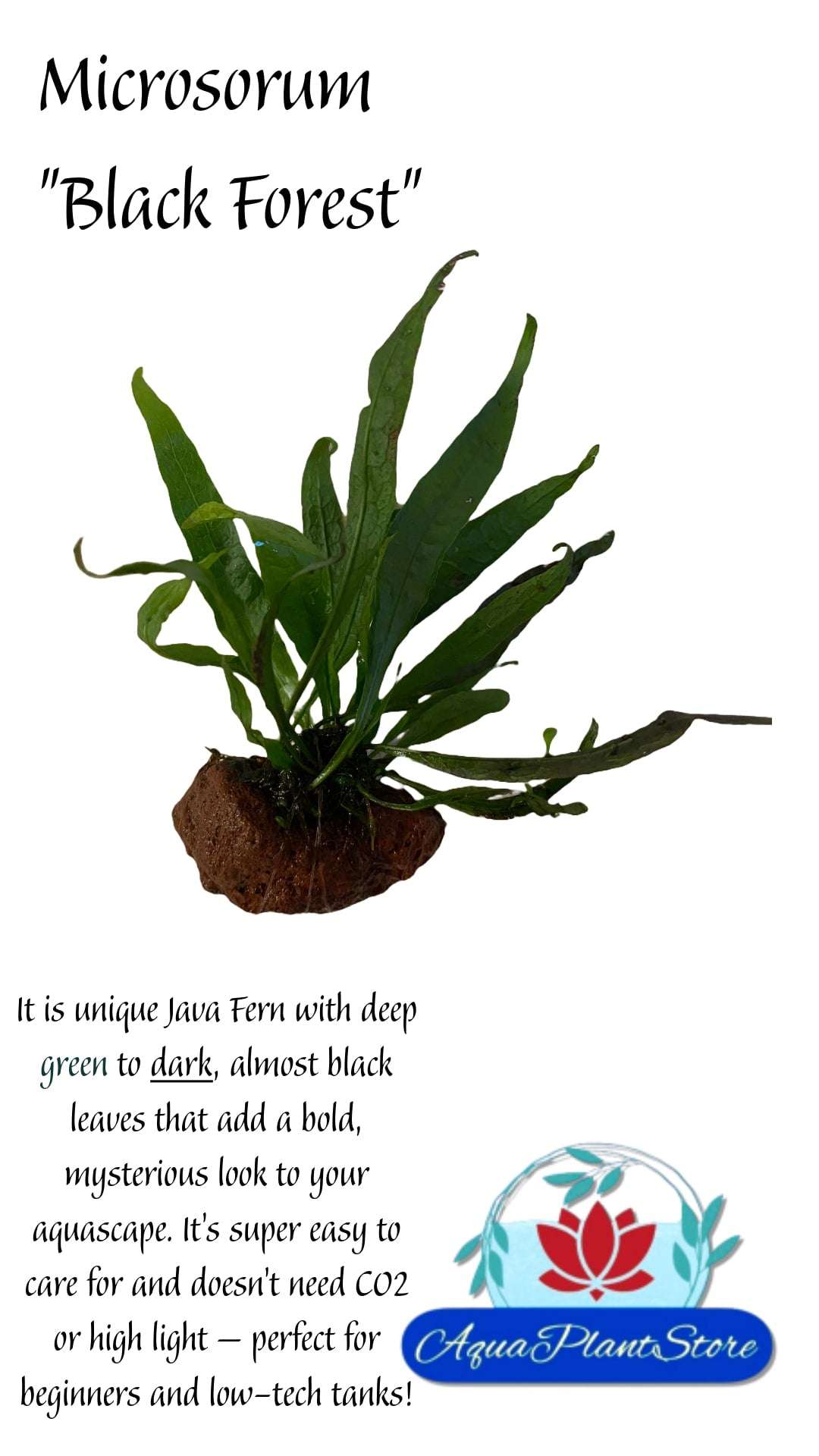 Microsorum 'Black Forest' on the Lava Rock - AquaPlantStore