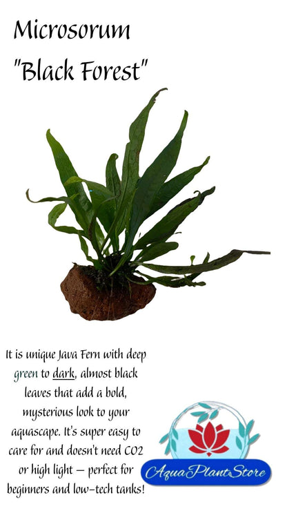 Microsorum 'Black Forest' on the Lava Rock - AquaPlantStore