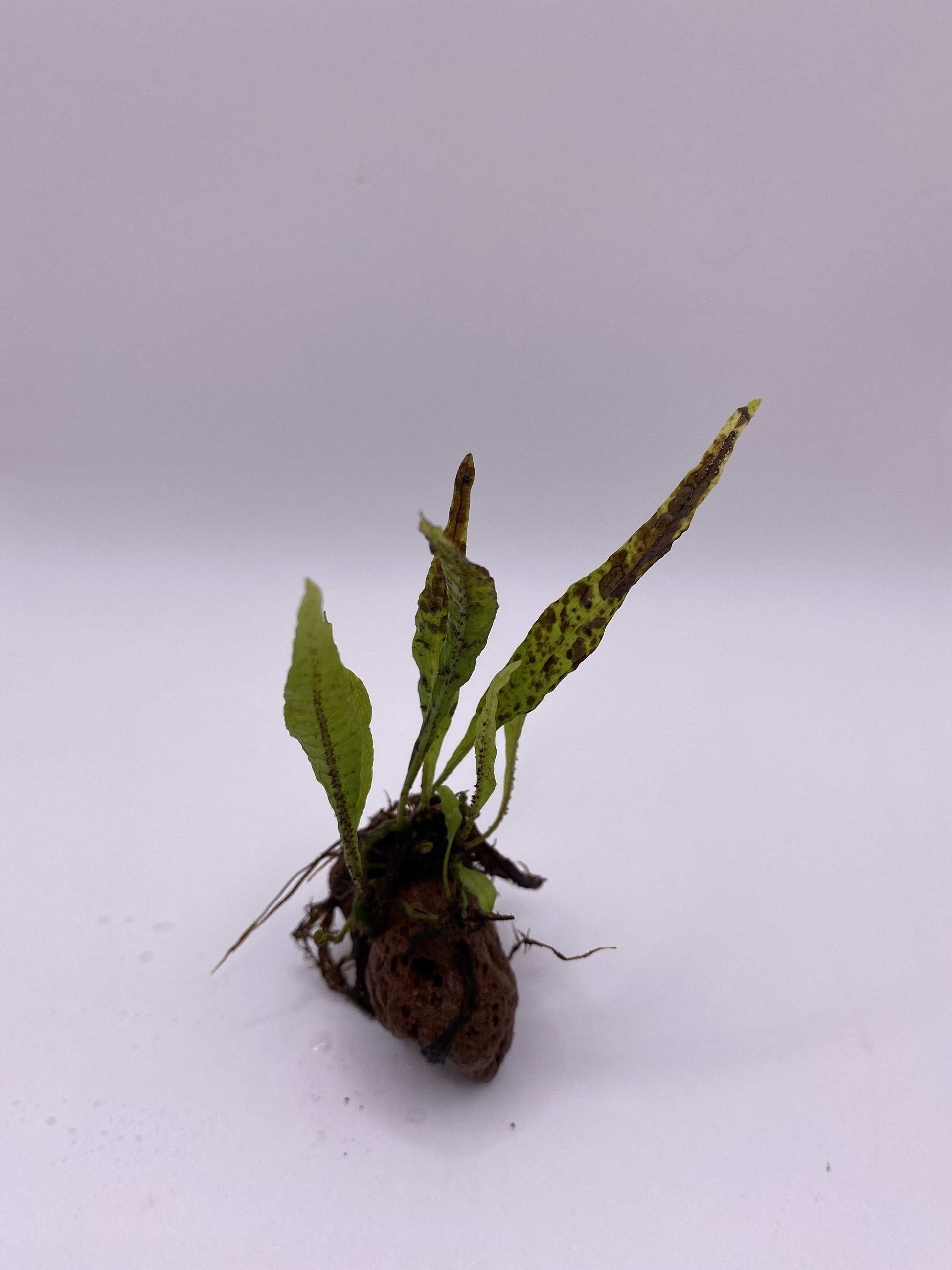 Microsorum 'Black Forest' on the Lava Rock - AquaPlantStore