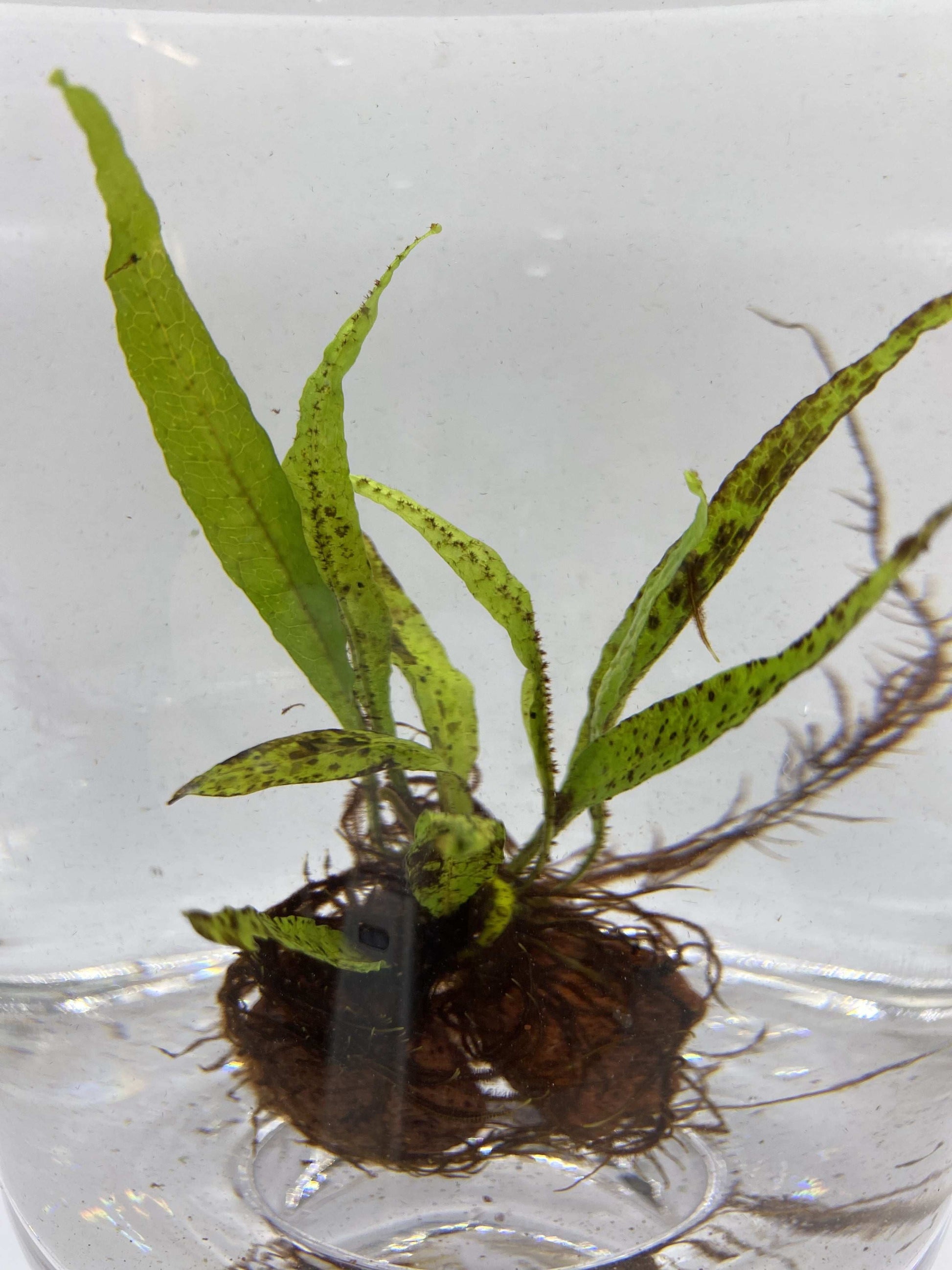 Microsorum 'Black Forest' on the Lava Rock - AquaPlantStore