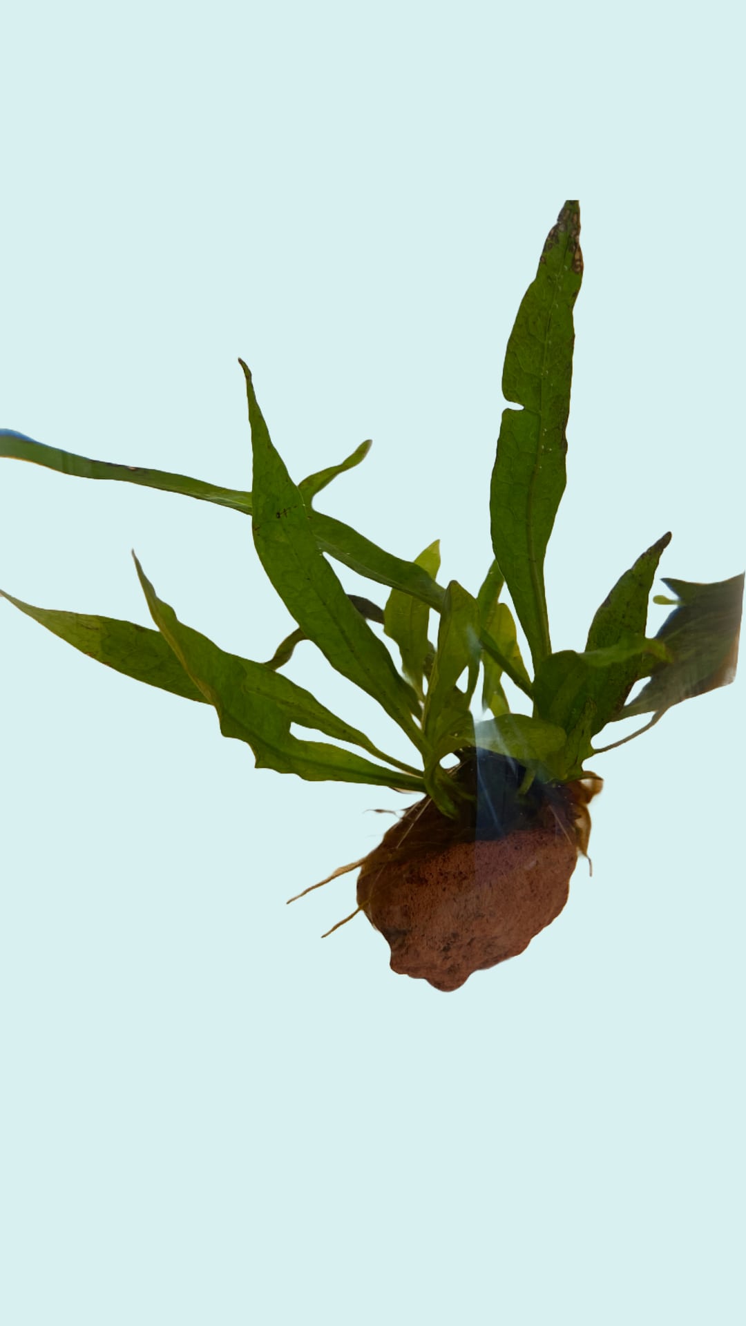 Microsorum 'Black Forest' on the Lava Rock - AquaPlantStore