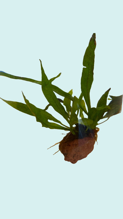 Microsorum 'Black Forest' on the Lava Rock - AquaPlantStore