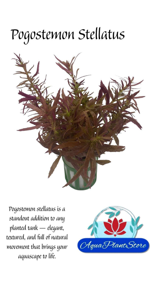 Pogostemon Stellatus