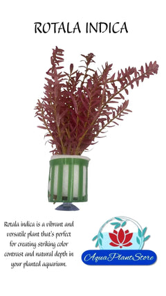 RotalaIndica-_1 - AquaPlantStore