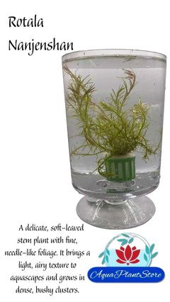 RotalaNanjenshan-min-569bfa42-f5fe-47d4-a35b-e051175b0f97-_1 - AquaPlantStore