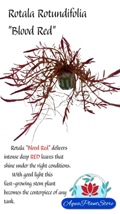 RotalaRotundifoliaBloodRed-min-_1 - AquaPlantStore