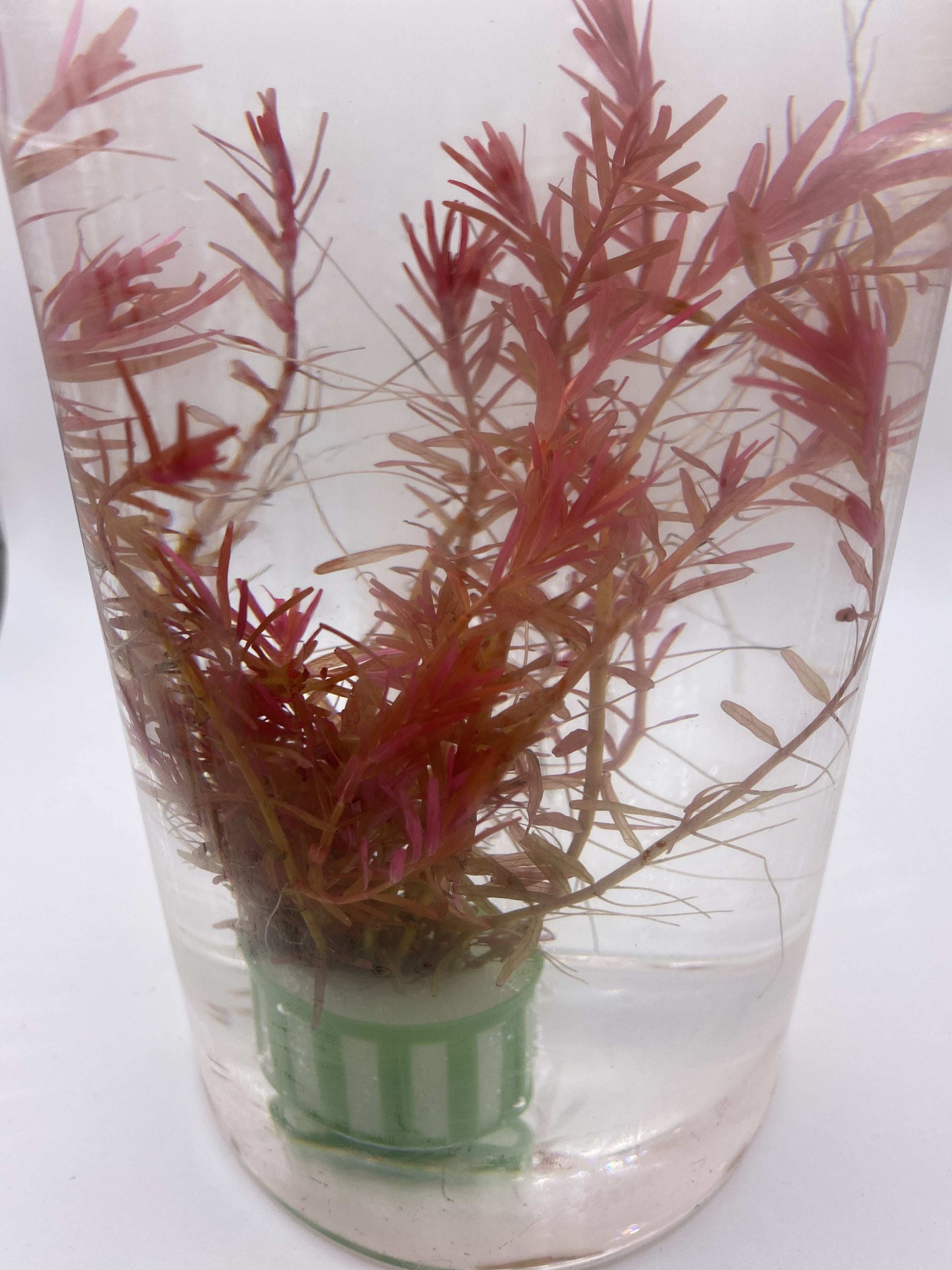 Rotala Rotundifolia "Blood Red" - AquaPlantStore