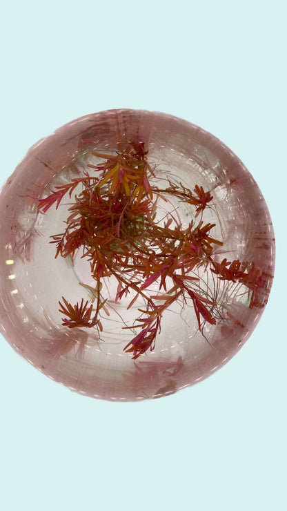 Rotala Rotundifolia "Blood Red" - AquaPlantStore
