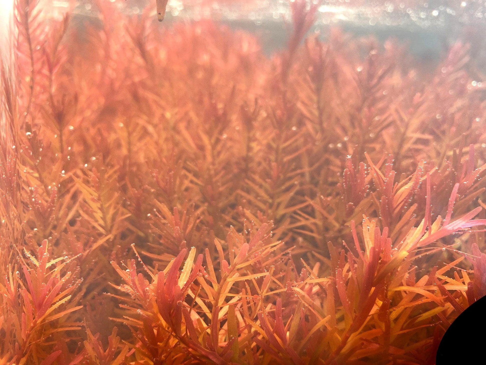 Rotala Rotundifolia "Blood Red" - AquaPlantStore