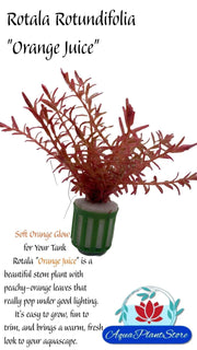 RotalaRotundifoliaOrangeJuice-min-_1 - AquaPlantStore