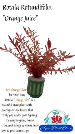 RotalaRotundifoliaOrangeJuice-min-_1 - AquaPlantStore