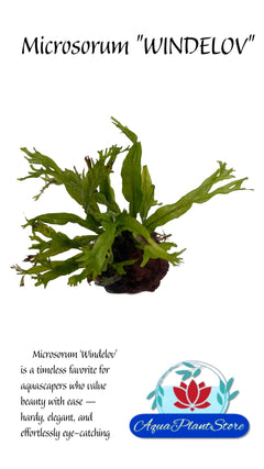 WindelovFront - AquaPlantStore