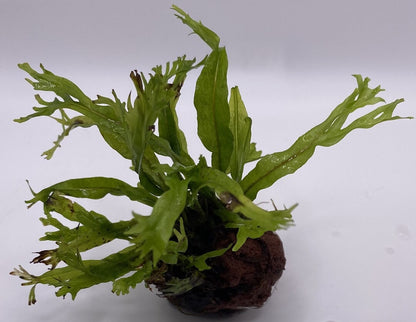 Microsorum "WINDELOV" on the Lava Rock