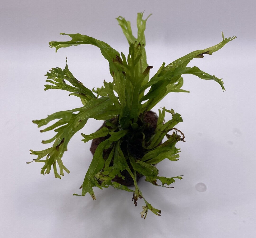 Microsorum "WINDELOV" on the Lava Rock