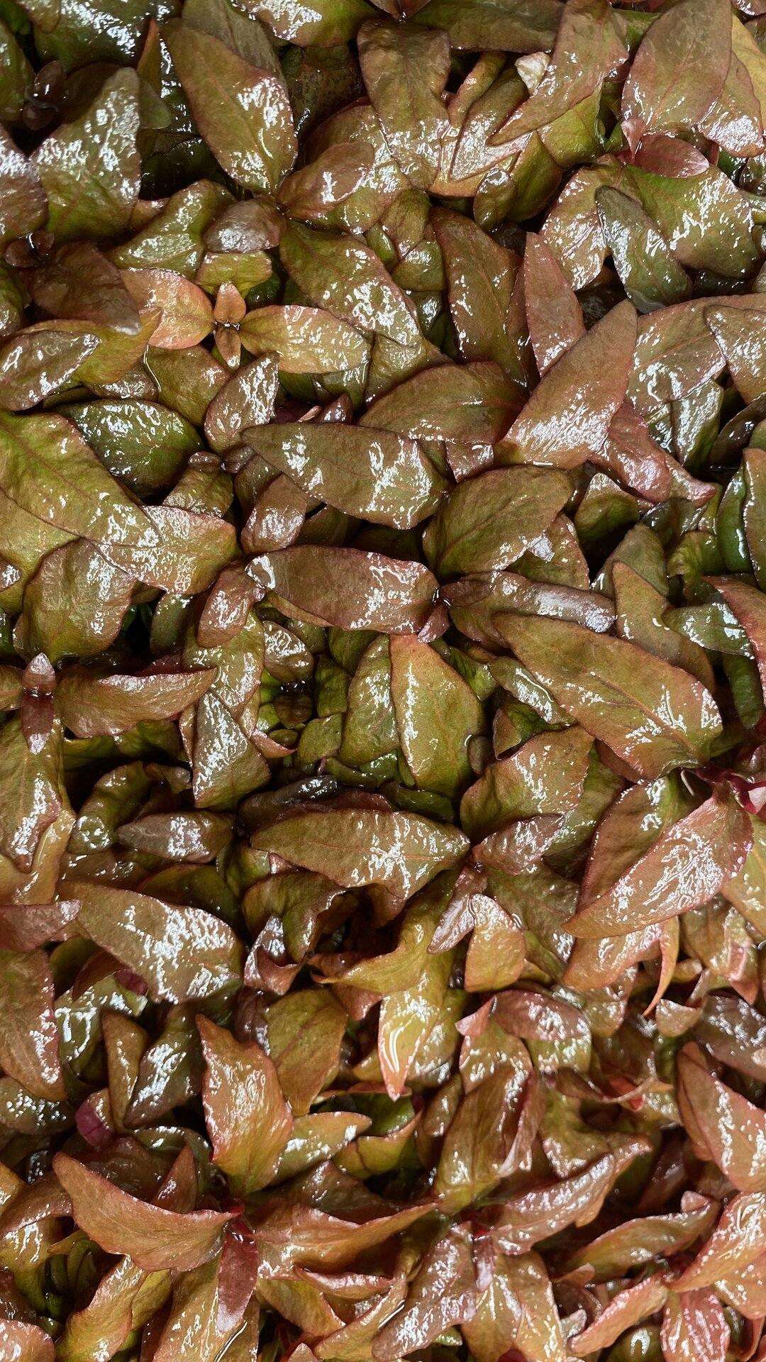 alternanteraLilacina33-_2 - AquaPlantStore