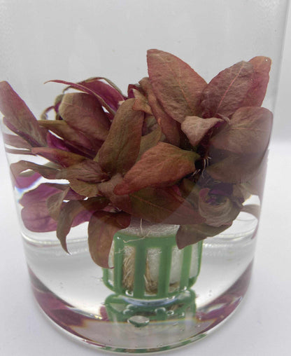 alternantheraLilacina3 - AquaPlantStore