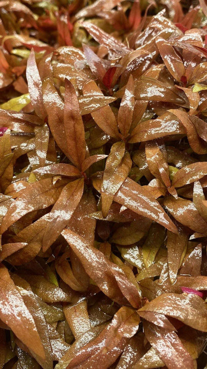alternantherareineckiiopt-_5 - AquaPlantStore