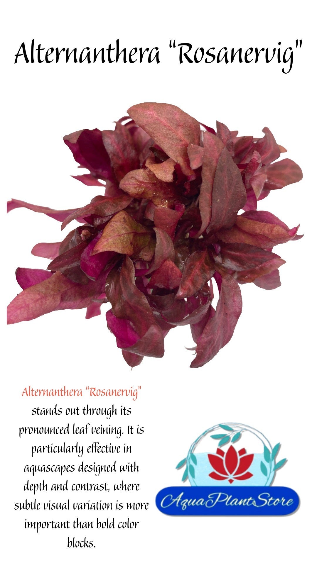 Alternanthera “Rosanervig”