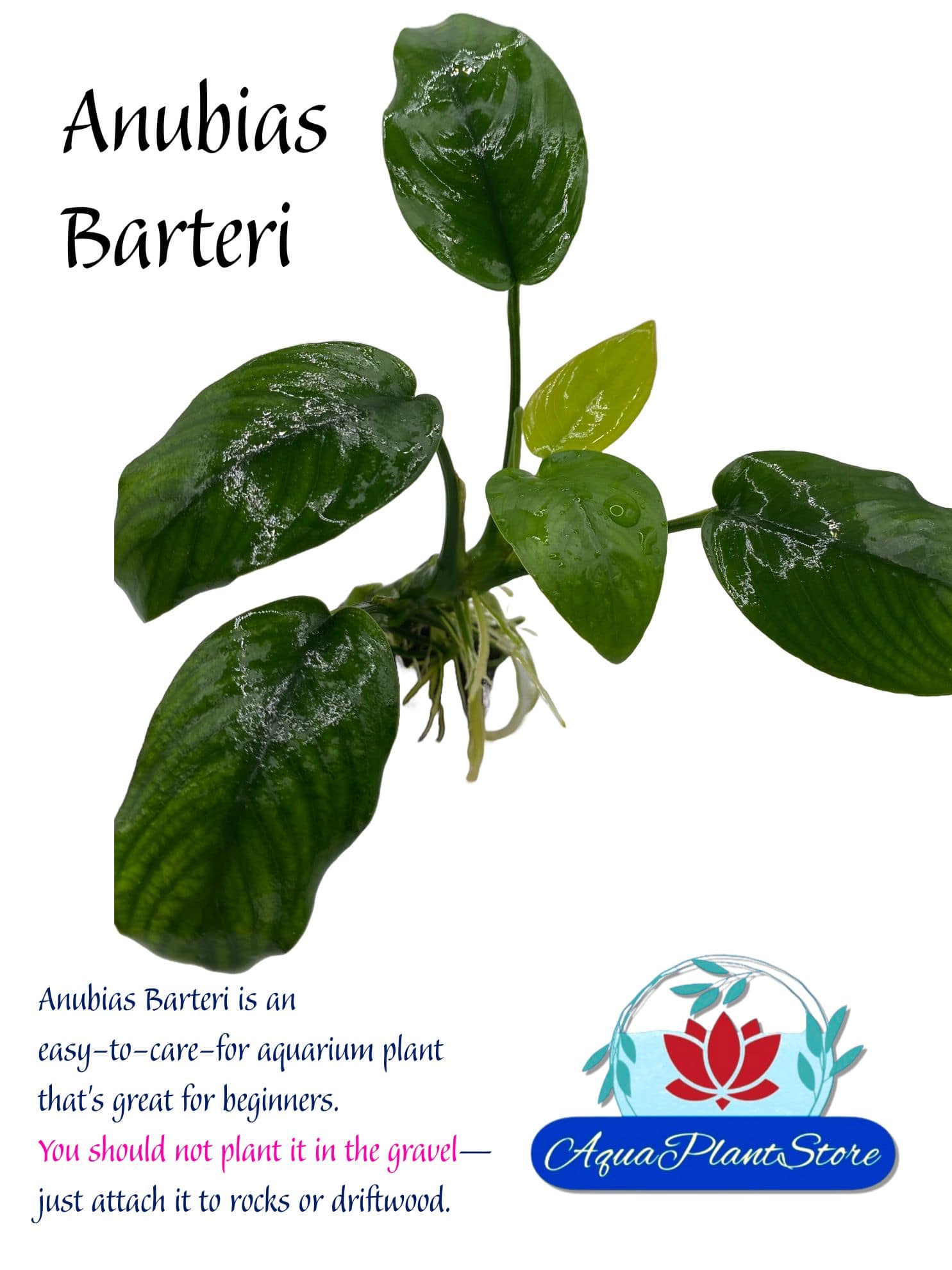 Anubias Barteri on the Lava Stone - AquaPlantStore