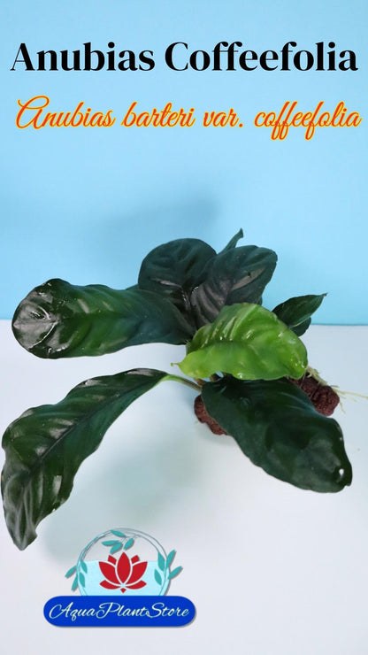 Anubias Coffeefolia