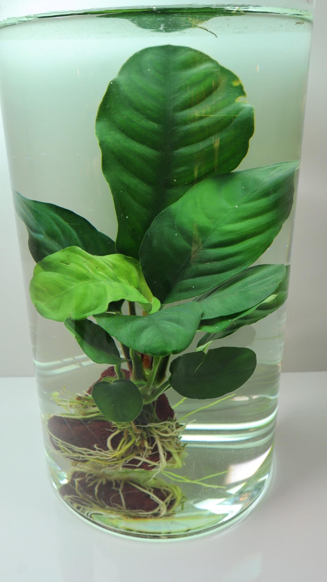 Anubias Coffeefolia