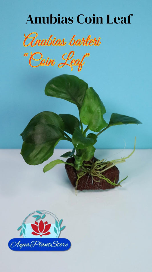 Anubias Coin Leaf