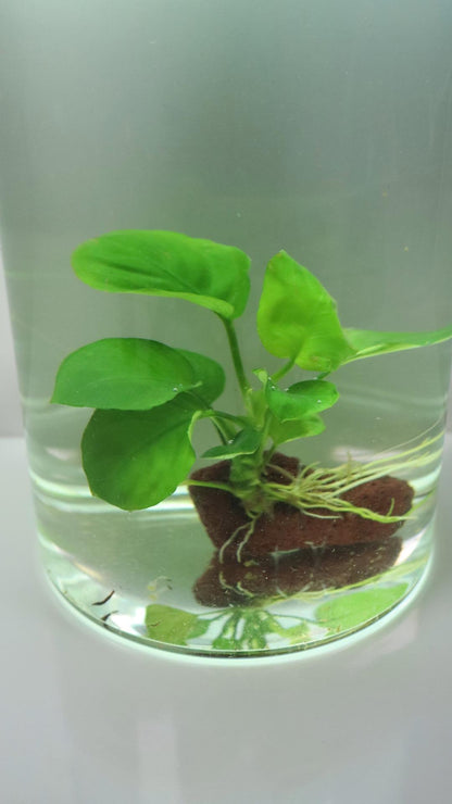 Anubias Coin Leaf