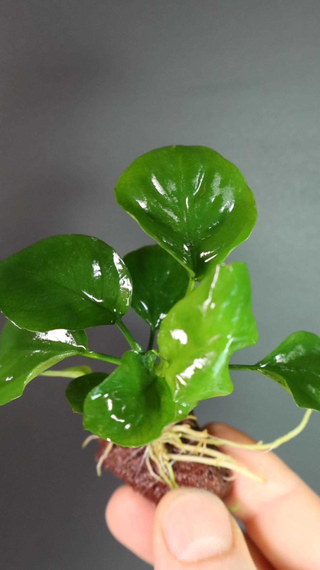 Anubias Coin Leaf