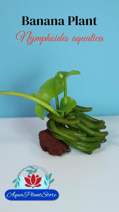 Banana Plant