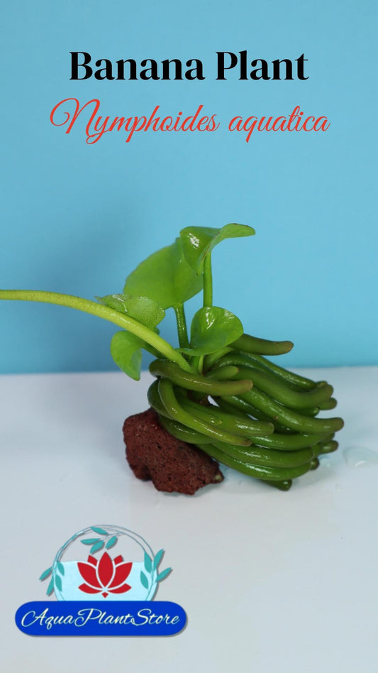 Banana Plant