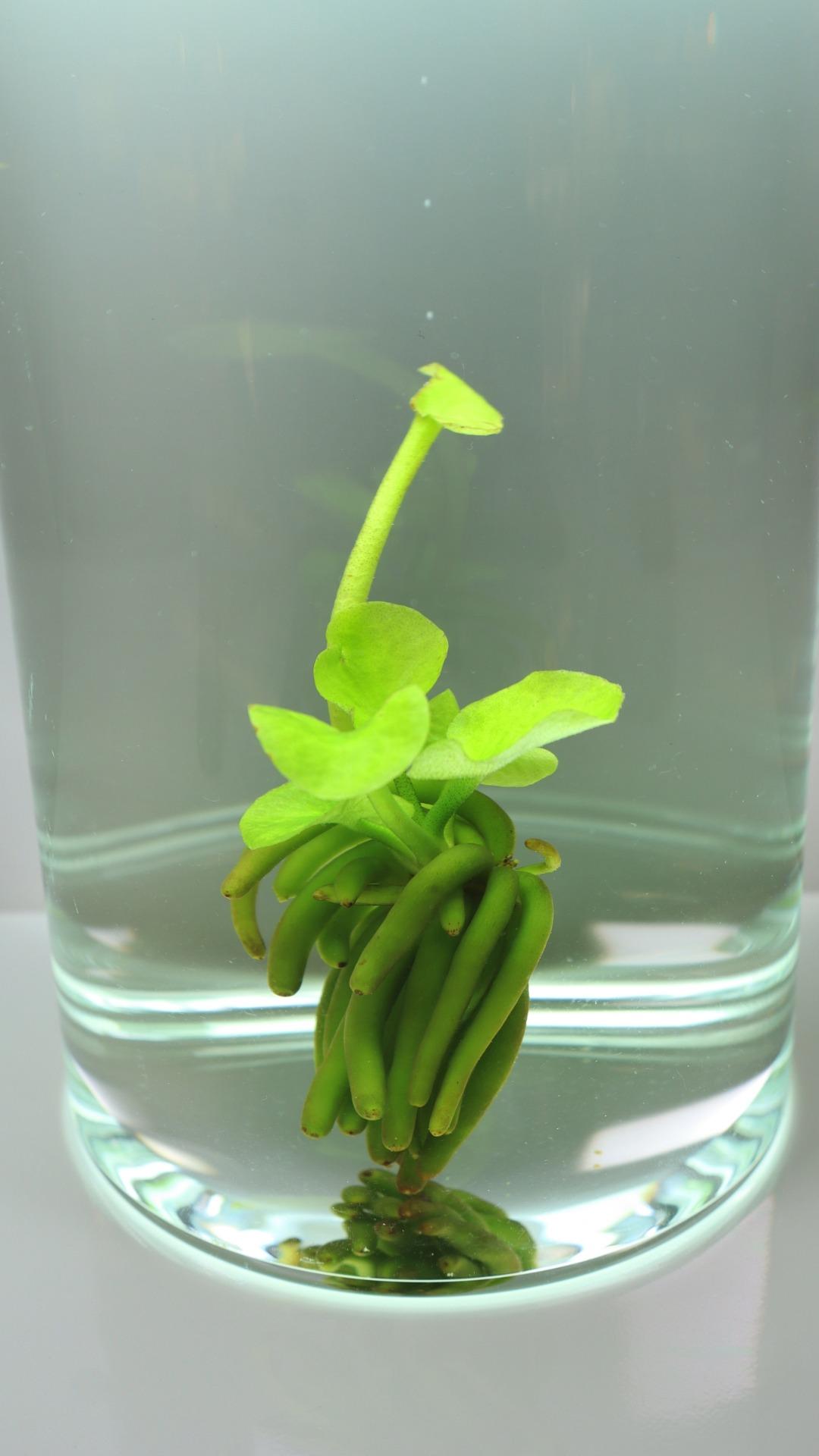 Banana Plant