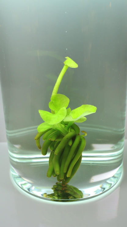 Banana Plant