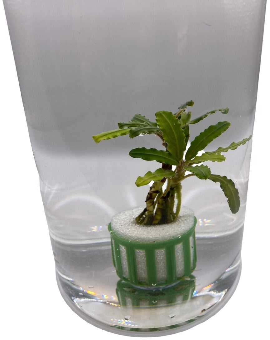 Bucephalandra "Crocodile Land"