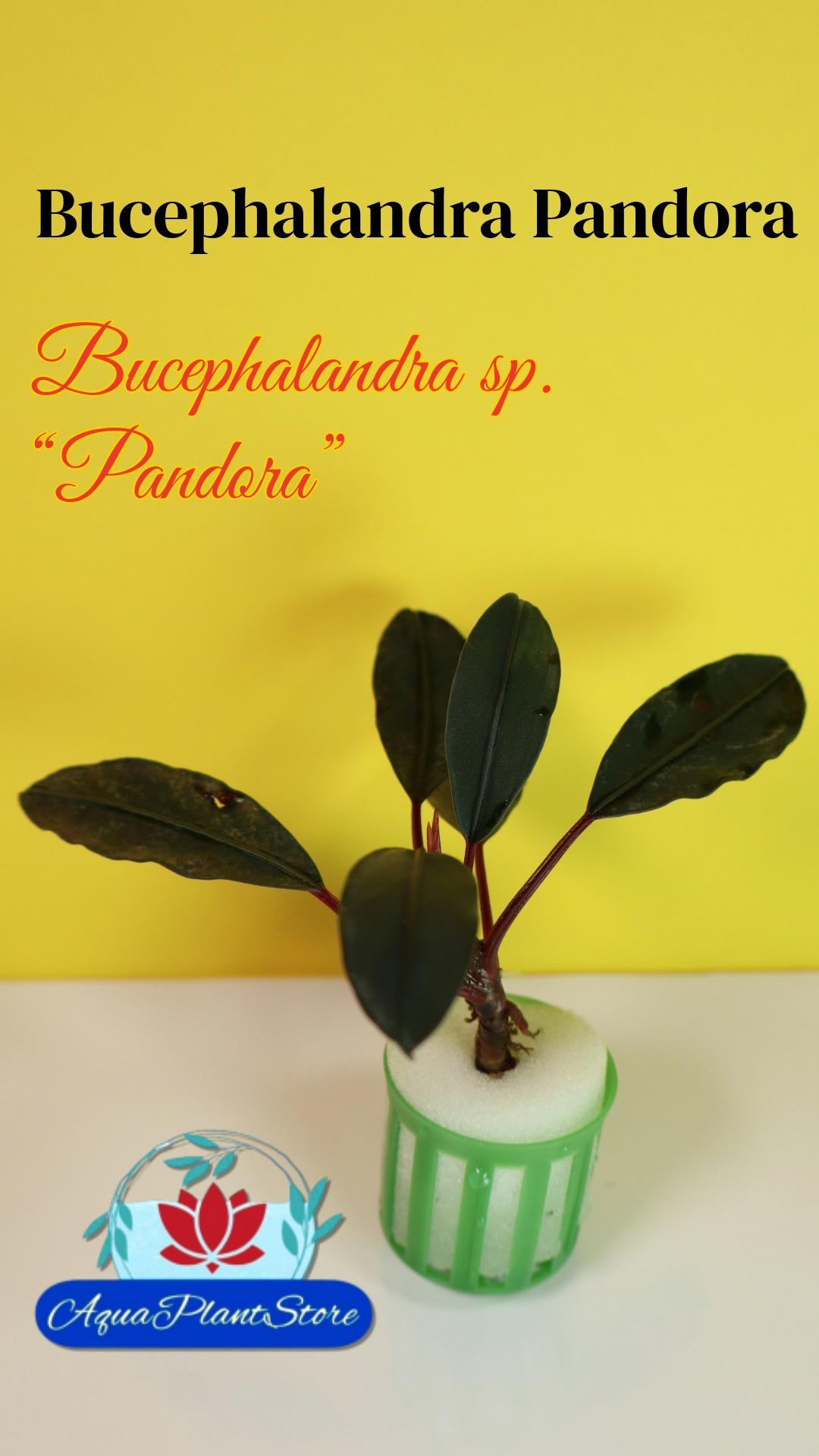 Bucephalandra 