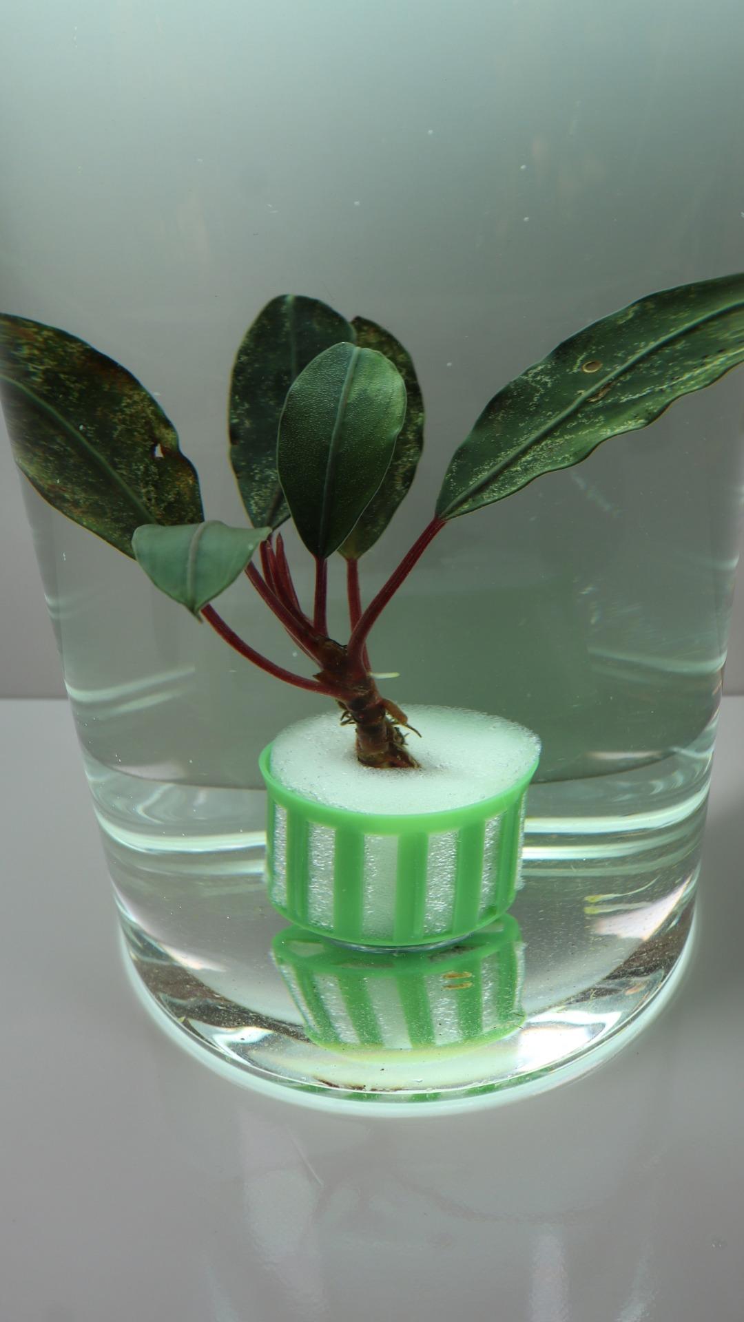Bucephalandra Pandora