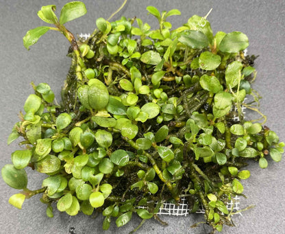 Bucephalandra "Super Mini"