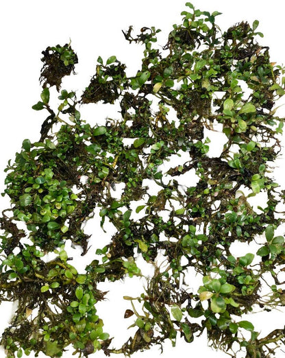 Bucephalandra "Super Mini"