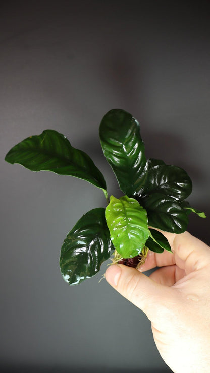 Anubias Coffeefolia