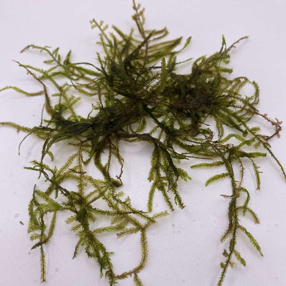 erectmossfree-_2 - AquaPlantStore