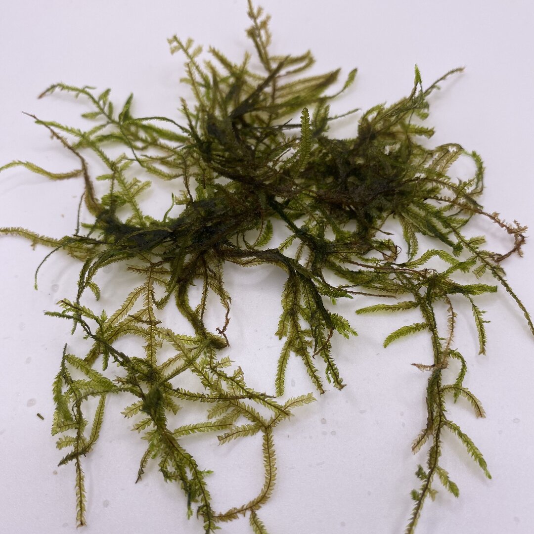 Moss "ERECT ANCHOR" in cup (15g)