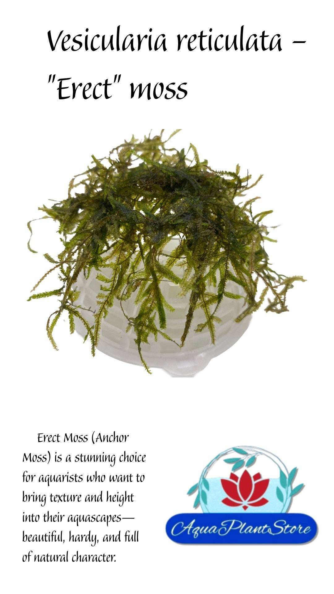 Moss 