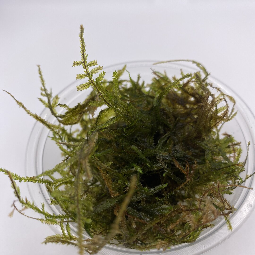 Moss "ERECT ANCHOR" in cup (15g)