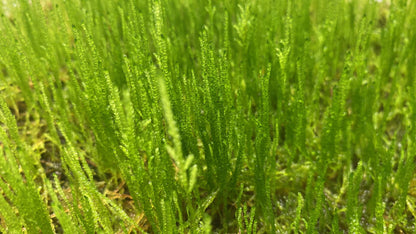 Moss "FLAME" on mesh (8x8)