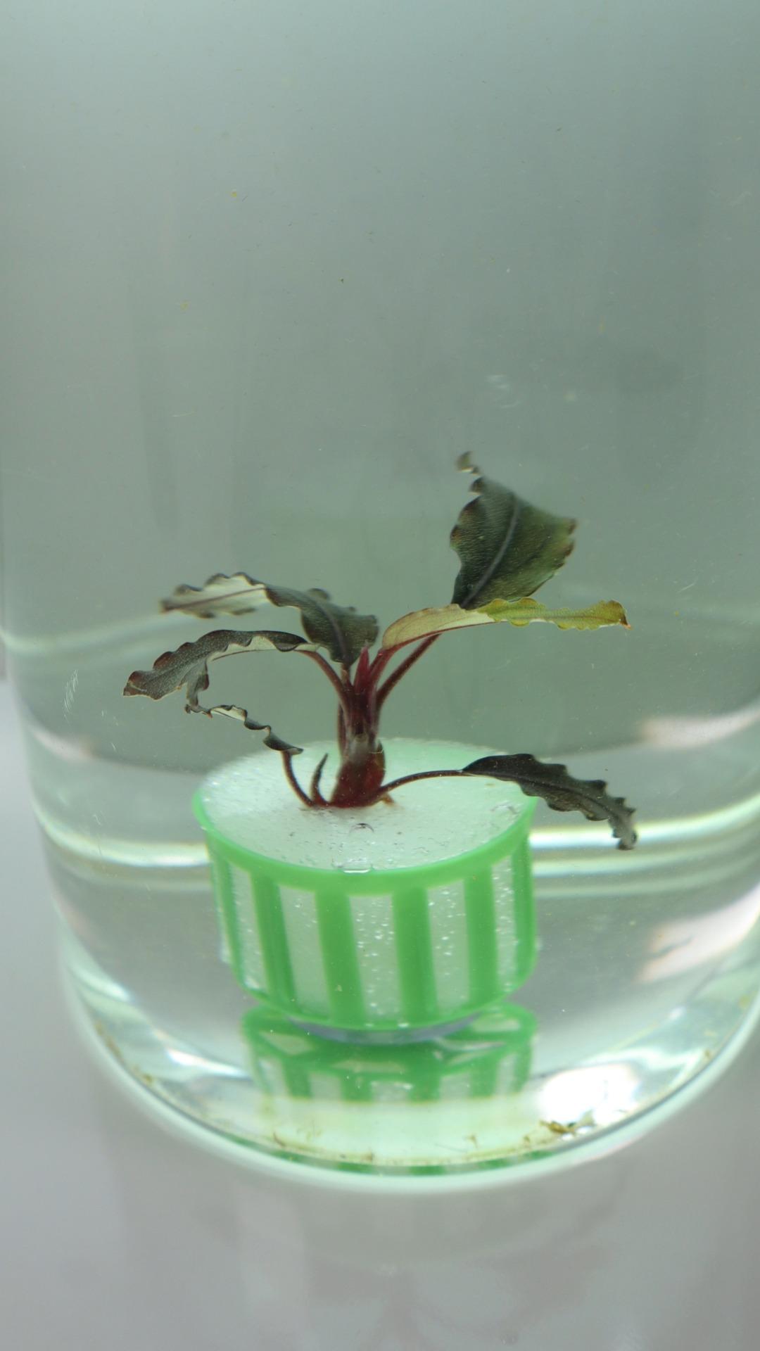 Bucephalandra Ghost Brownie