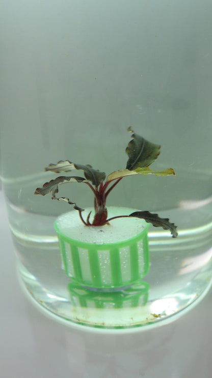 Bucephalandra Ghost Brownie