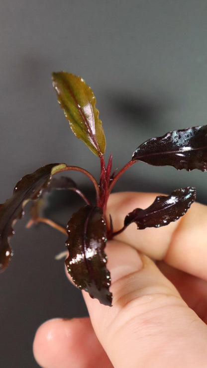 Bucephalandra Ghost Brownie