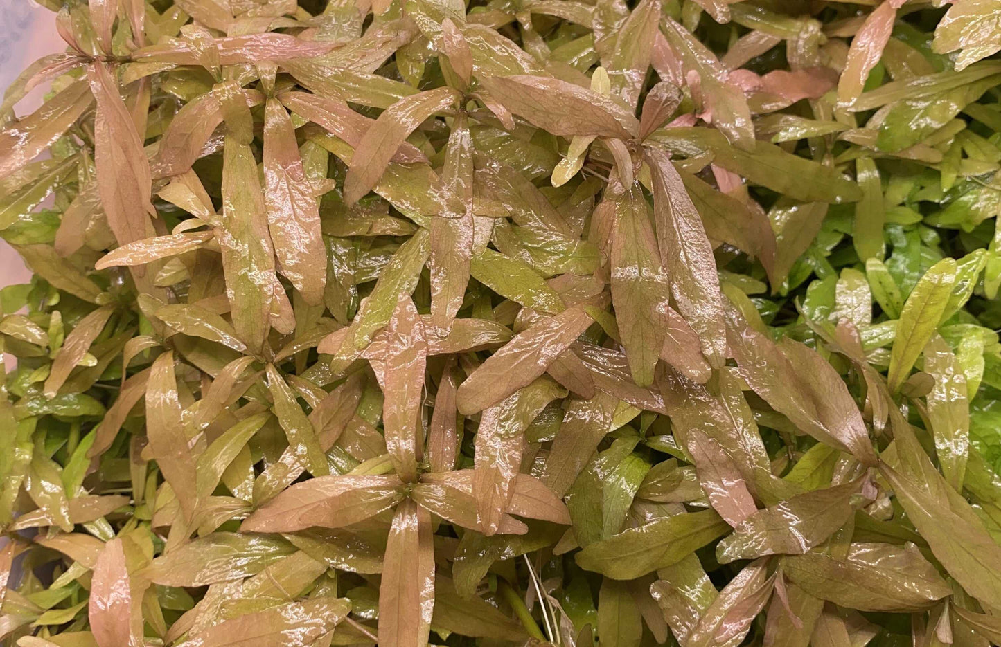 Hygrophila Polysperma