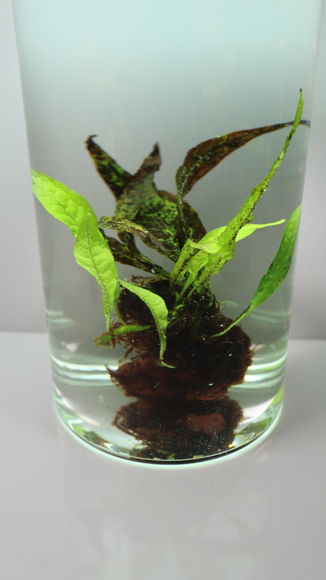 Microsorum Narrow Leaf