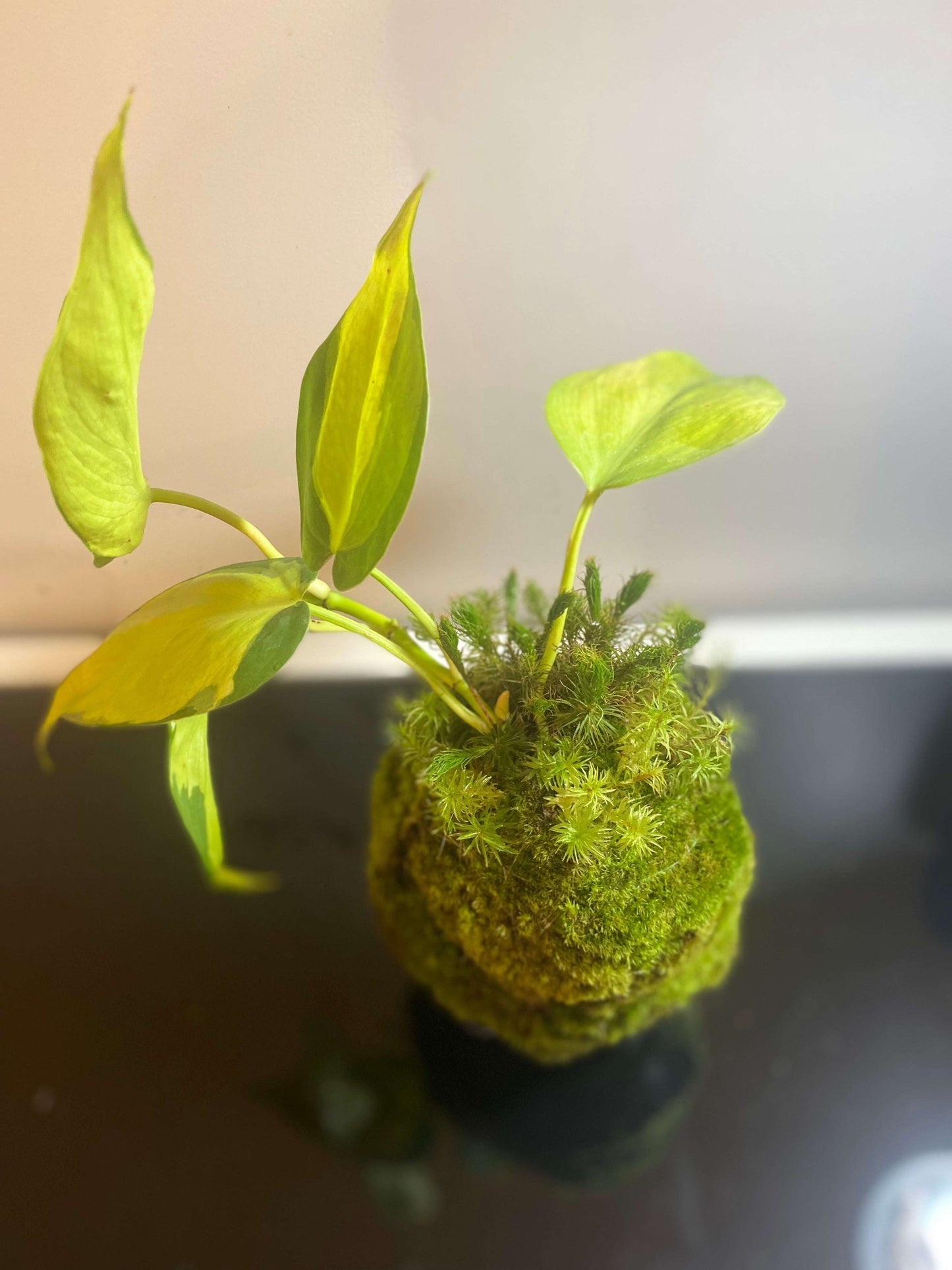 Large Japanese-style kokedama moss ball plant for natural home decor