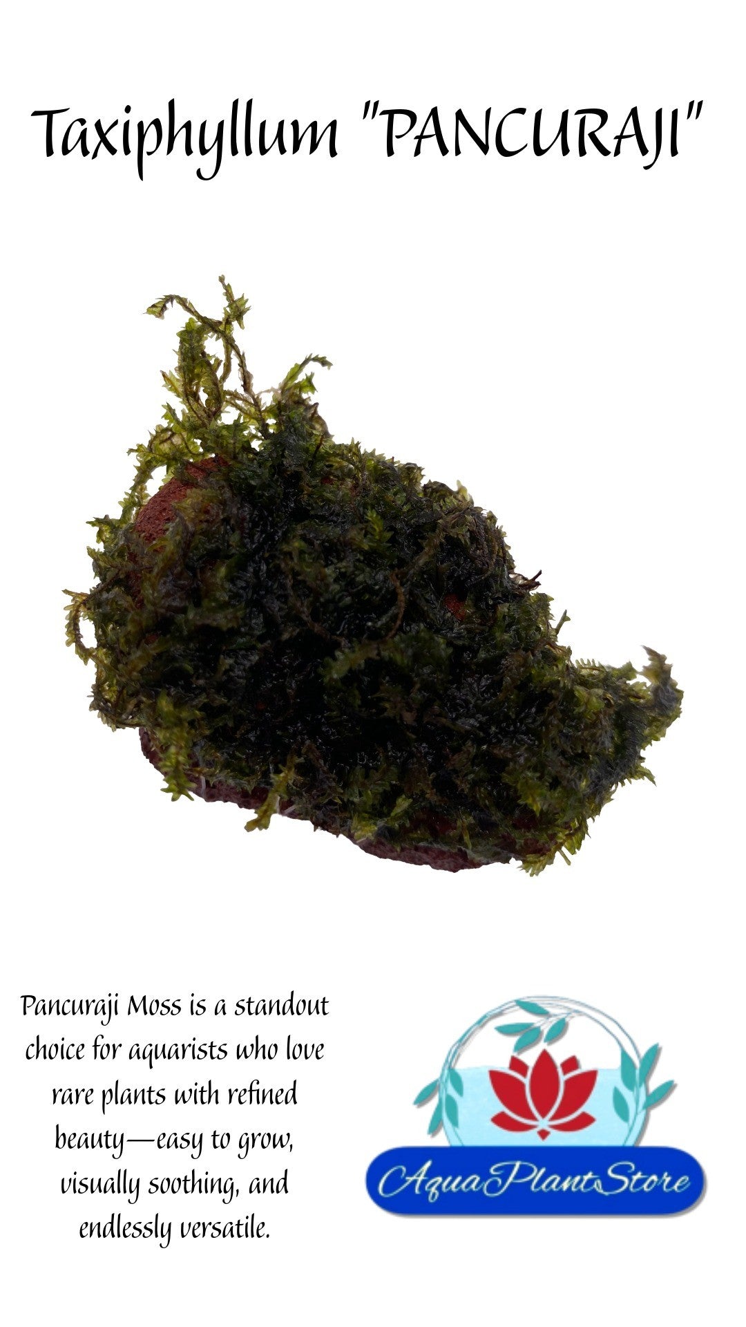 Moss 